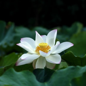 母亲节发朋友圈的文案，母亲节文案高级简短朋友圈？